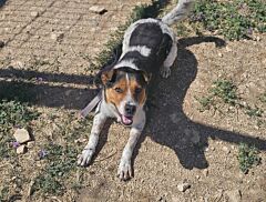 Louna