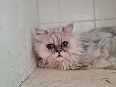 Lucifer