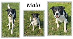 Malo (réservé)