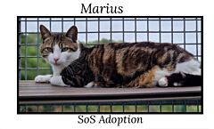 Marius