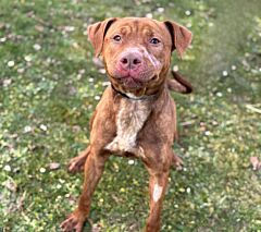 Marley caa13346