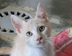 Maurice
