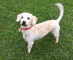Milou