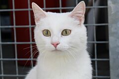 Mimi