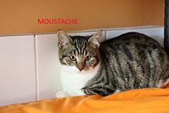 Moustache