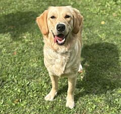 Nala caa14070