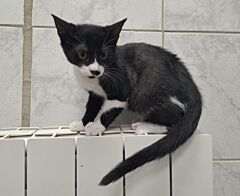 Oreo