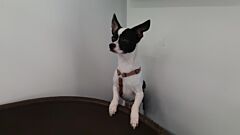 Oreo (réservé)
