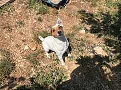 Paquito