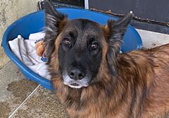 Pongo