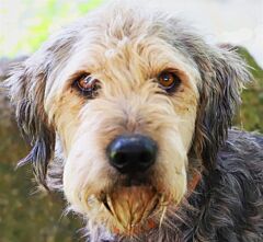 Ralf