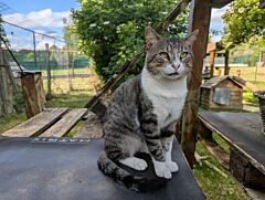 Rambo a17046