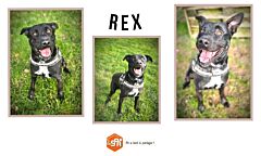 Rex