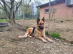 Roksa
