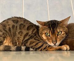 Romeo