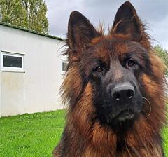 Sam