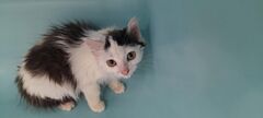 Sybelle ( chat )