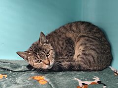 Tigra
