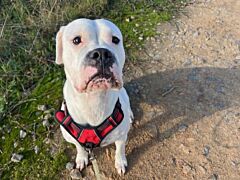 Ura en attente visite véto