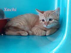 Xachi