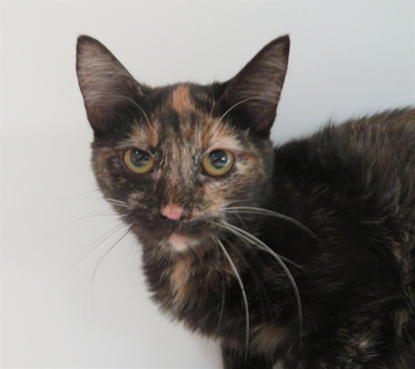Animal à l'adoption