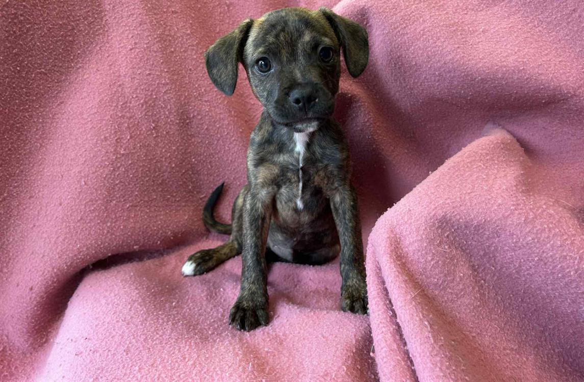 Animal à l'adoption