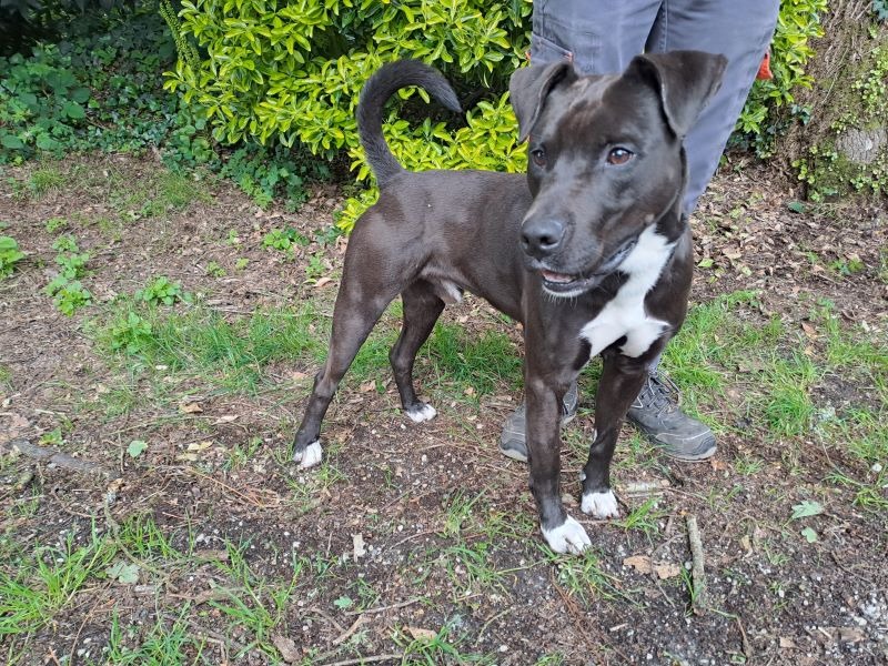 Animal à l'adoption