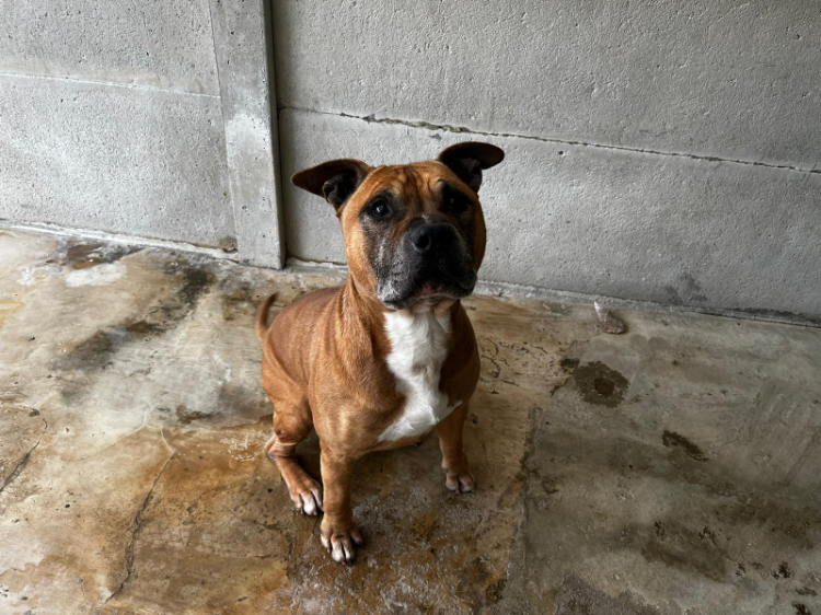 Animal à l'adoption