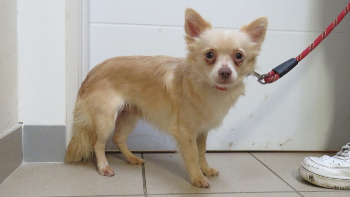 Animal à l'adoption