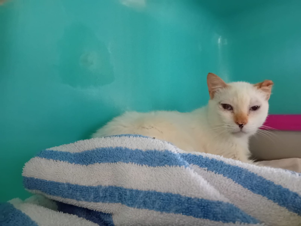 Animal à l'adoption