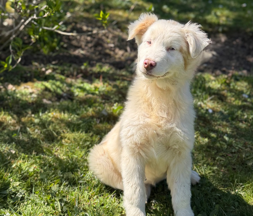 Animal à l'adoption