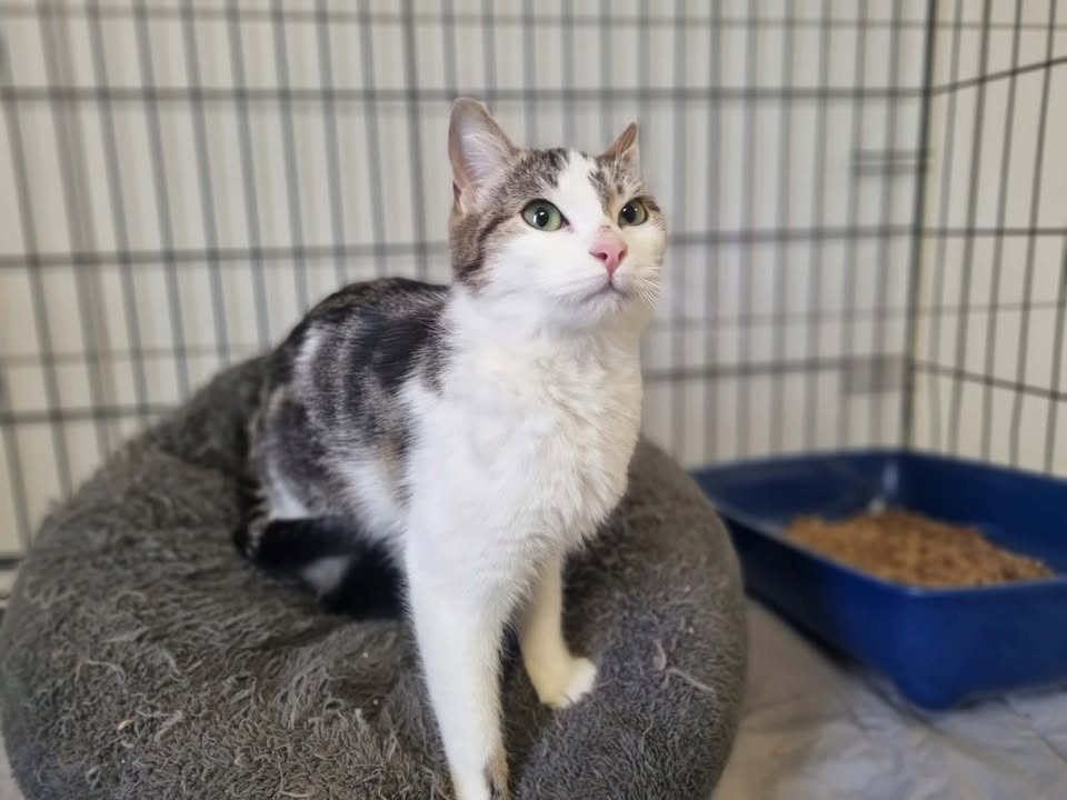 Animal à l'adoption