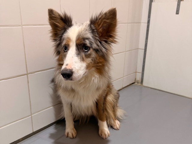 Animal à l'adoption
