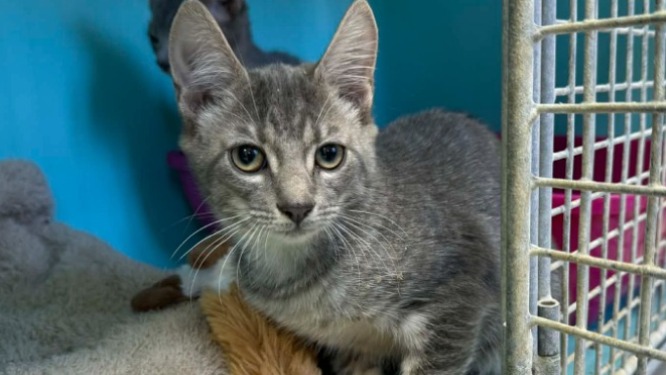 Animal à l'adoption