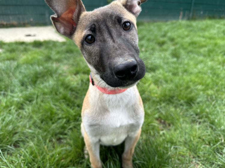 Animal à l'adoption