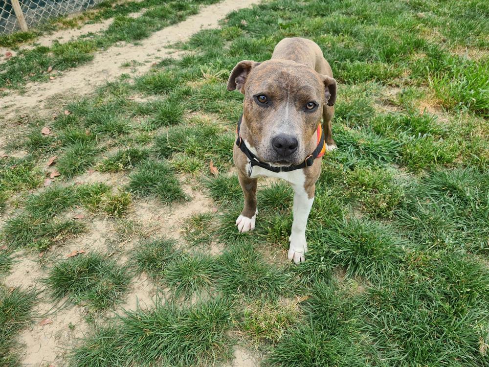 Animal à l'adoption