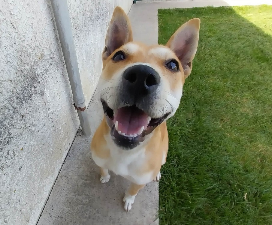 Animal à l'adoption