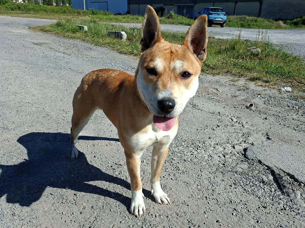 Photo de Akita