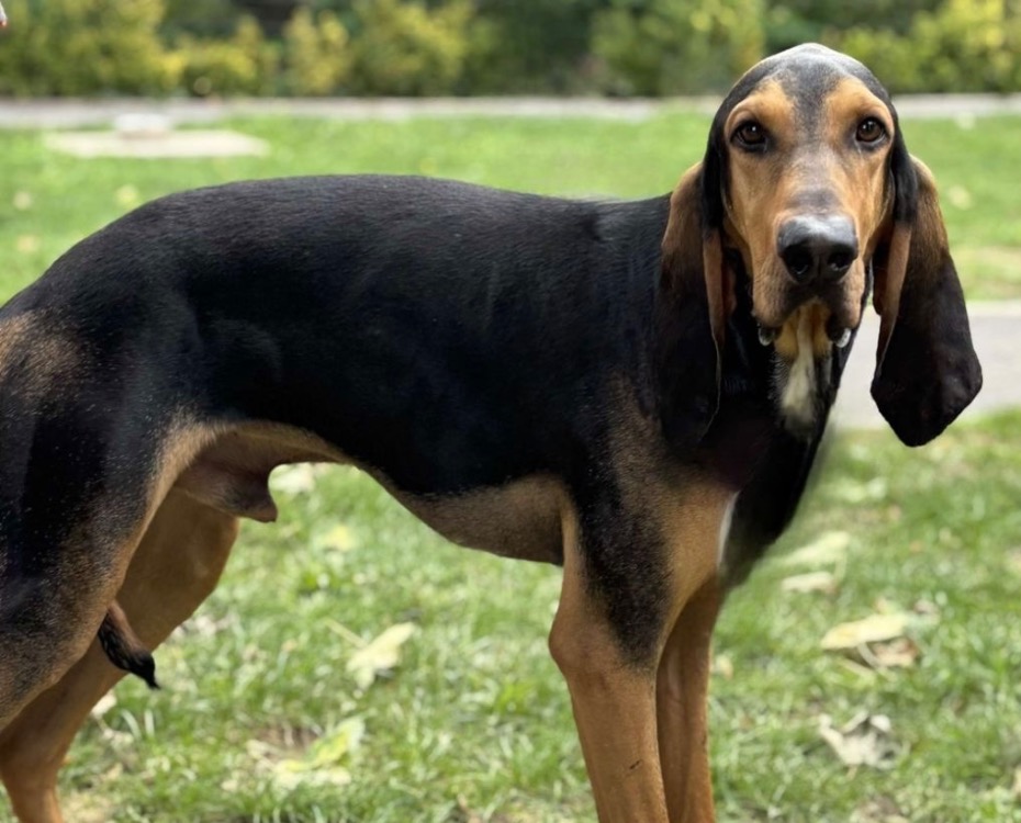 Animal à l'adoption