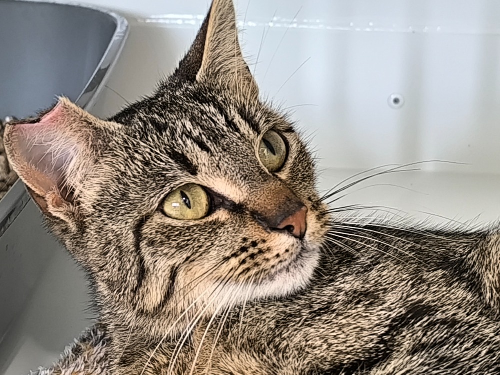 Animal à l'adoption