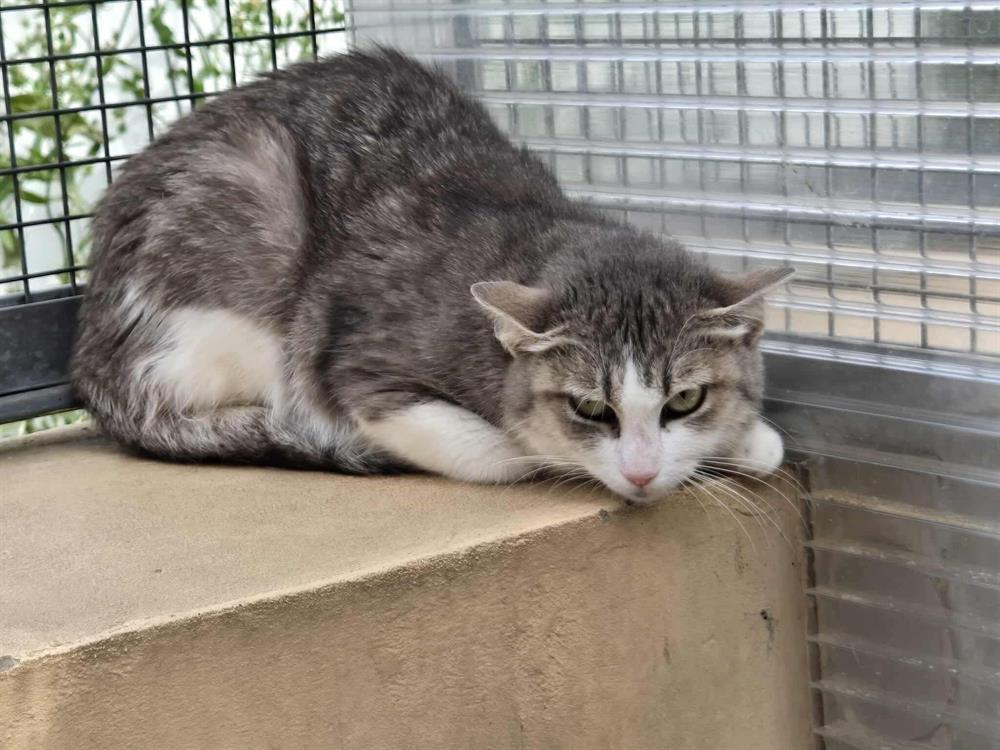 Animal à l'adoption