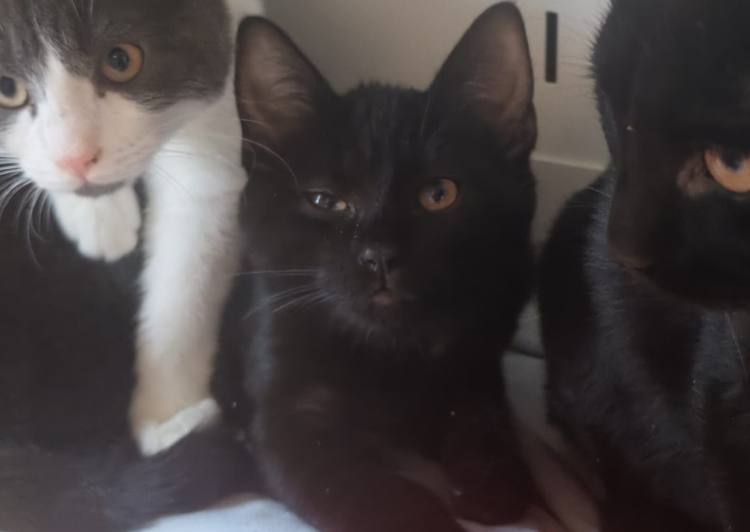 Animal à l'adoption