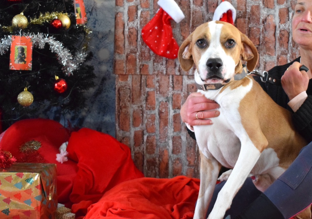 Animal à l'adoption