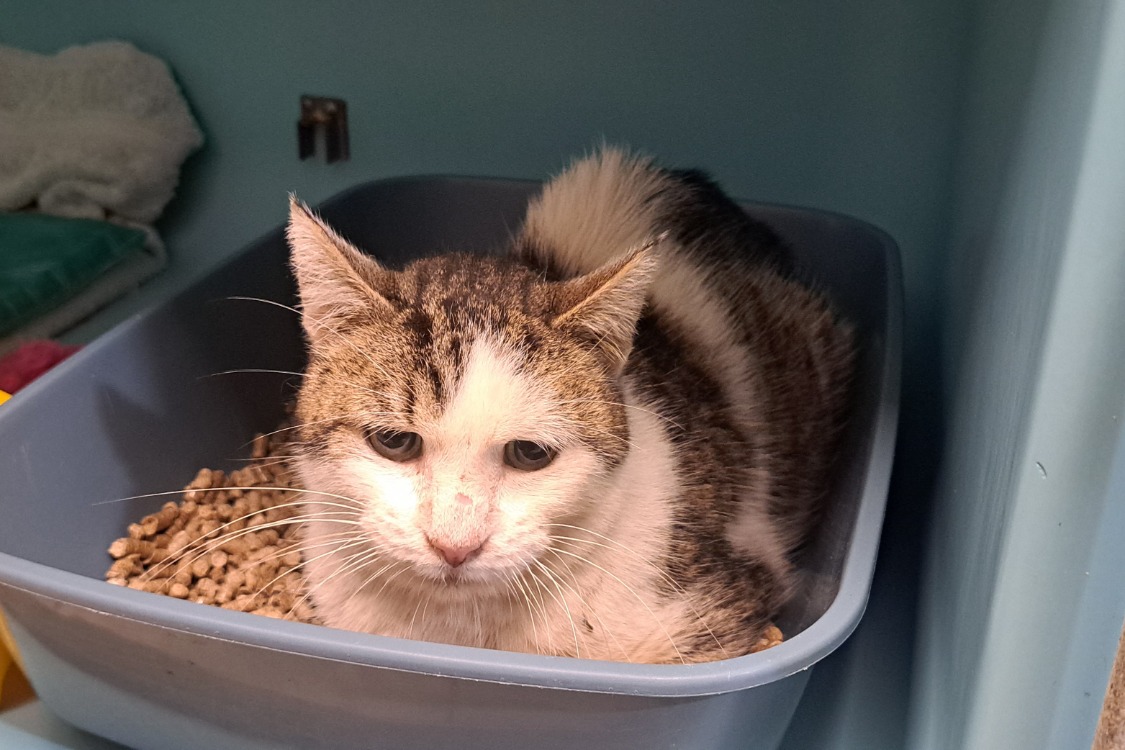 Animal à l'adoption