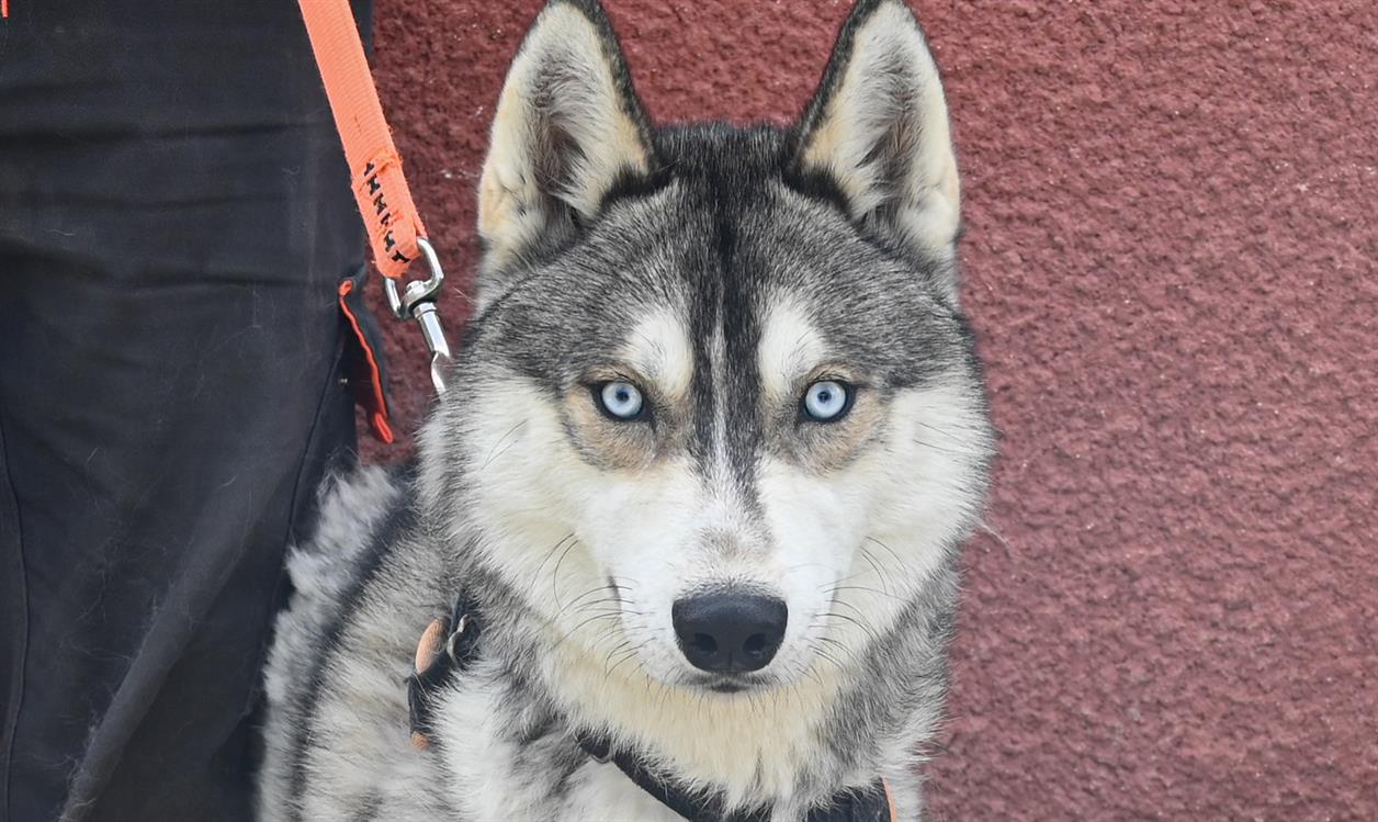 Animal à l'adoption