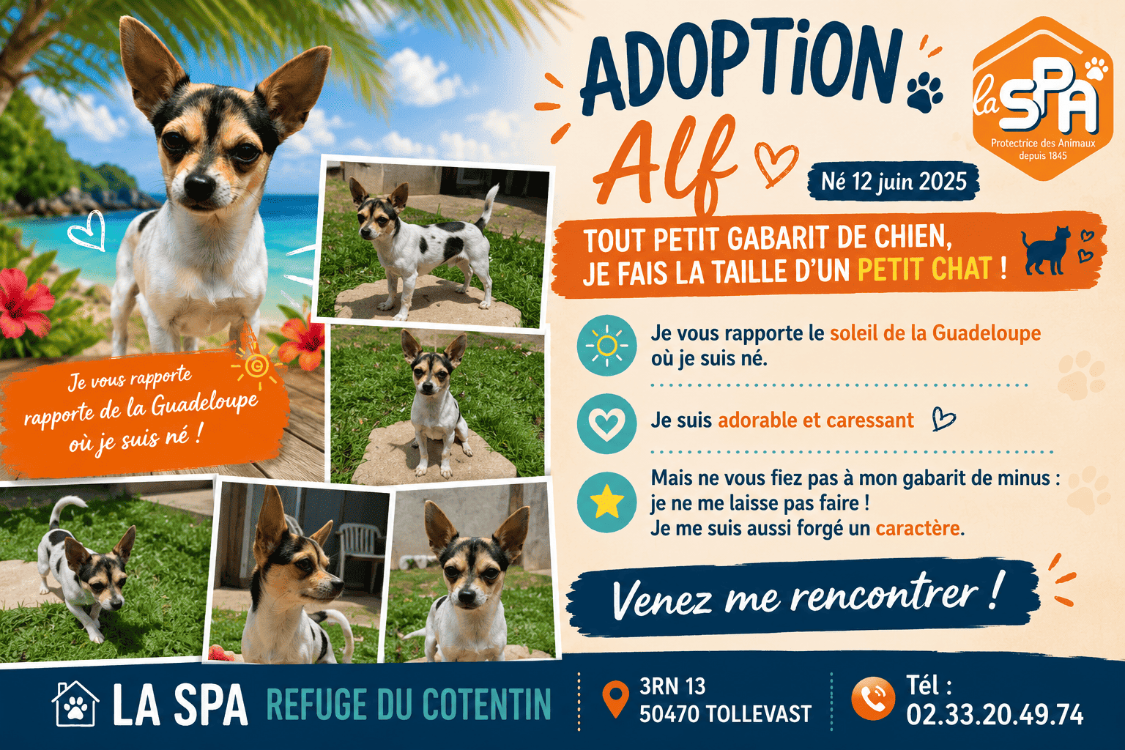 Animal à l'adoption