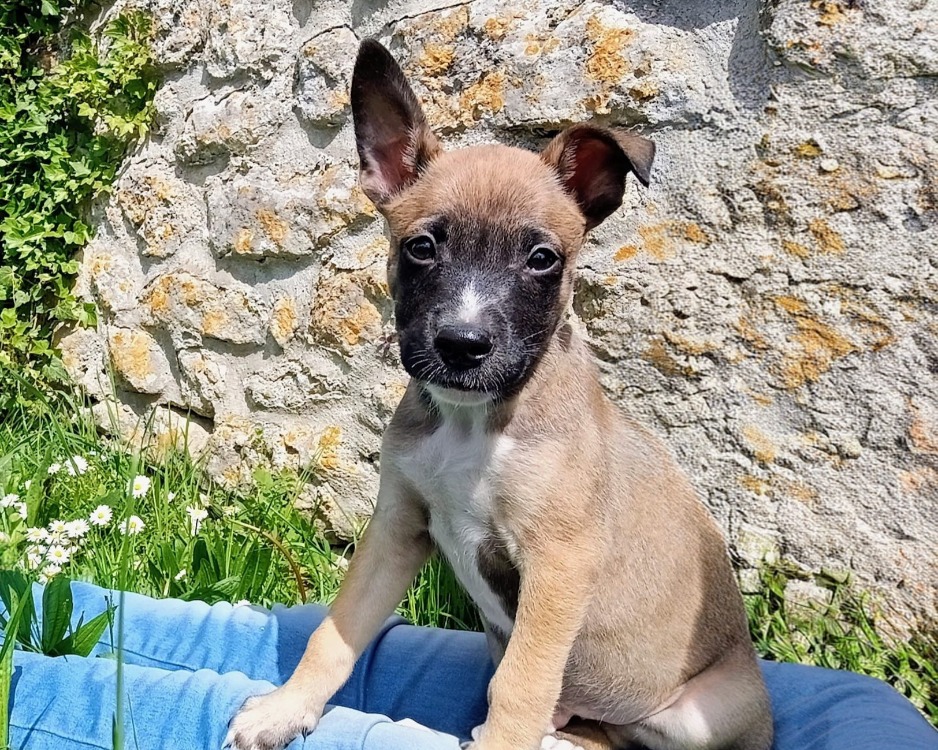 Animal à l'adoption
