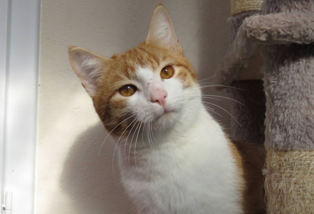 Animal à l'adoption