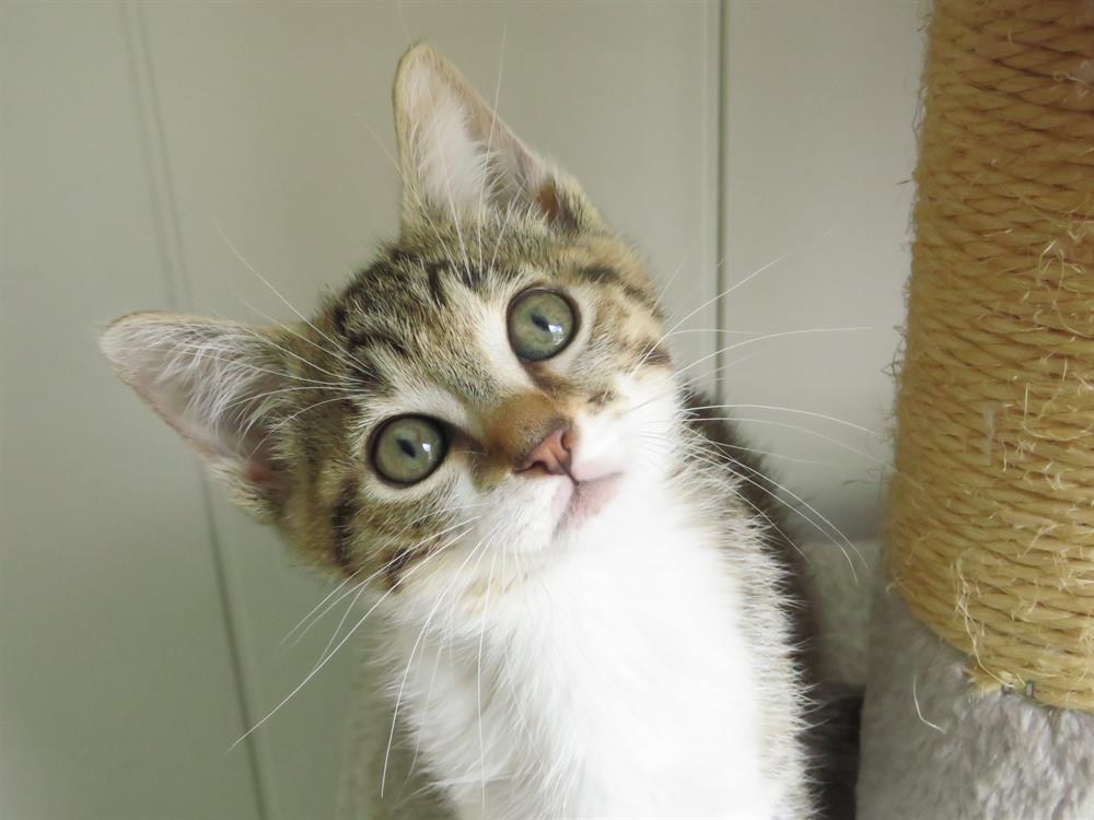 Animal à l'adoption
