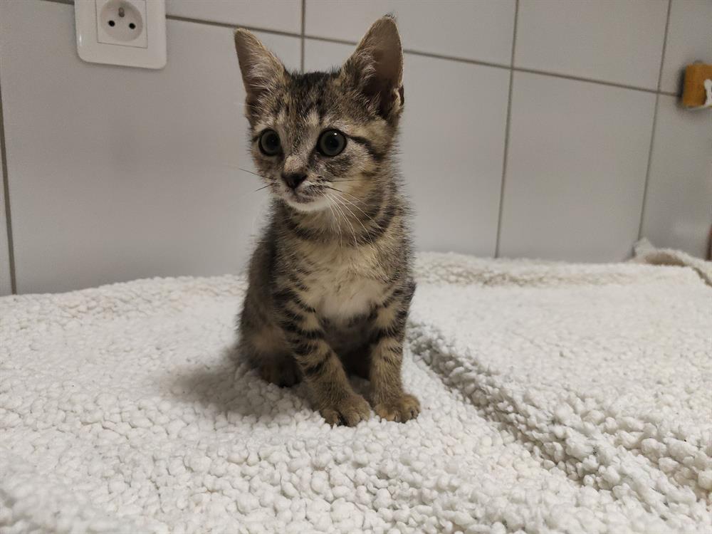 Animal à l'adoption